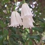 Crinodendron patagua Kvet