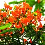 Delonix regia 花