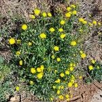 Sonchus tenerrimus Habit