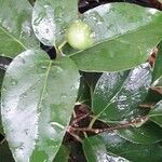 Flacourtia jangomas 葉