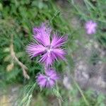 Dianthus hyssopifolius फूल