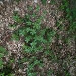 Daphne pontica Hoja
