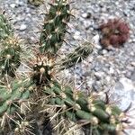 Cylindropuntia imbricata Flower