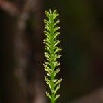 Coilochilus neocaledonicum Hoja