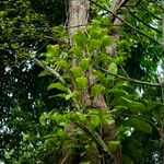 Philodendron burle-marxii Habit