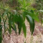 Acacia auriculiformis Leaf