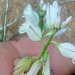 Polygala monspeliaca 花