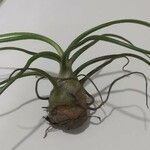 Tillandsia bulbosa Liść