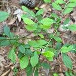 Vaccinium pallidum Hoja