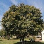 Celtis africana Vekstform