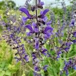 Salvia pratensis Flower