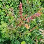 Sclerocarya birrea Leaf