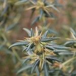 Xanthium spinosum 果