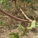 Senna occidentalis फल