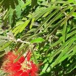 Calliandra tweediei Leaf