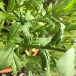 Camelina sativa Leaf