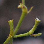 Chorizanthe brevicornu Flower