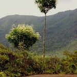 Myodocarpus fraxinifolius Hábito