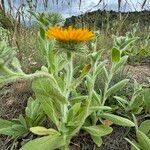 Pentanema helenioidesBlomst