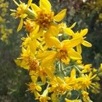 Solidago virgaureaFlower