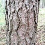 Pinus echinata Corteza