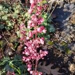 Heuchera sanguineaFlower