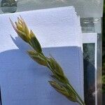 Danthonia decumbens Květ