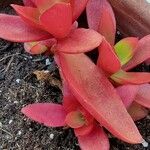 Crassula pubescens Лист