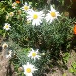 Argyranthemum foeniculaceum Çiçek