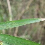 Bambusa vulgaris 叶