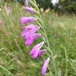 Gladiolus imbricatus Цвят