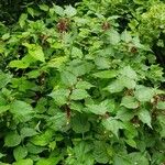 Leycesteria formosa Habitus