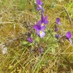 Viola tricolor Blomst