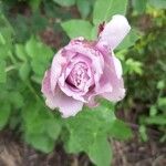 Rosa × damascena Fiore