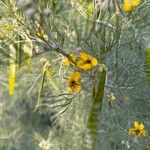 Senna artemisioides Blüte