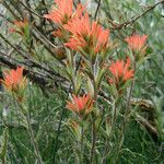 Castilleja parviflora Hábito