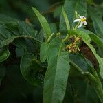 Solanum bahamense Flor