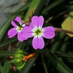 Malcolmia graeca Flower
