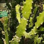 Euphorbia antiquorum Bark
