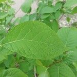 Pterostyrax hispidus Folla