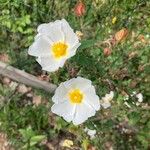 Cistus salviifoliusKukka