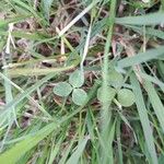 Trifolium fragiferum Ліст