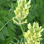 Astragalus cicer Fleur