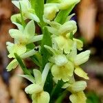 Dactylorhiza insularis Flower