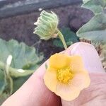 Abutilon indicum 花