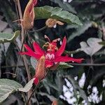 Passiflora vitifolia Flower