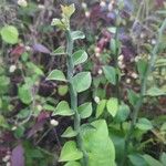 Euphorbia tithymaloides Blatt