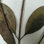Vochysia cayennensis Інше