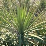 Yucca schidigera Frunză