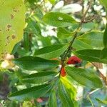 Grangeria borbonica Hoja